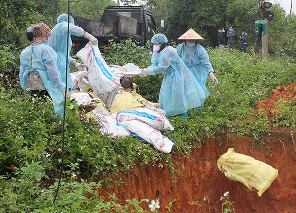 Phát hiện một đàn gà 3 nghìn con mắc cúm A/H5N6